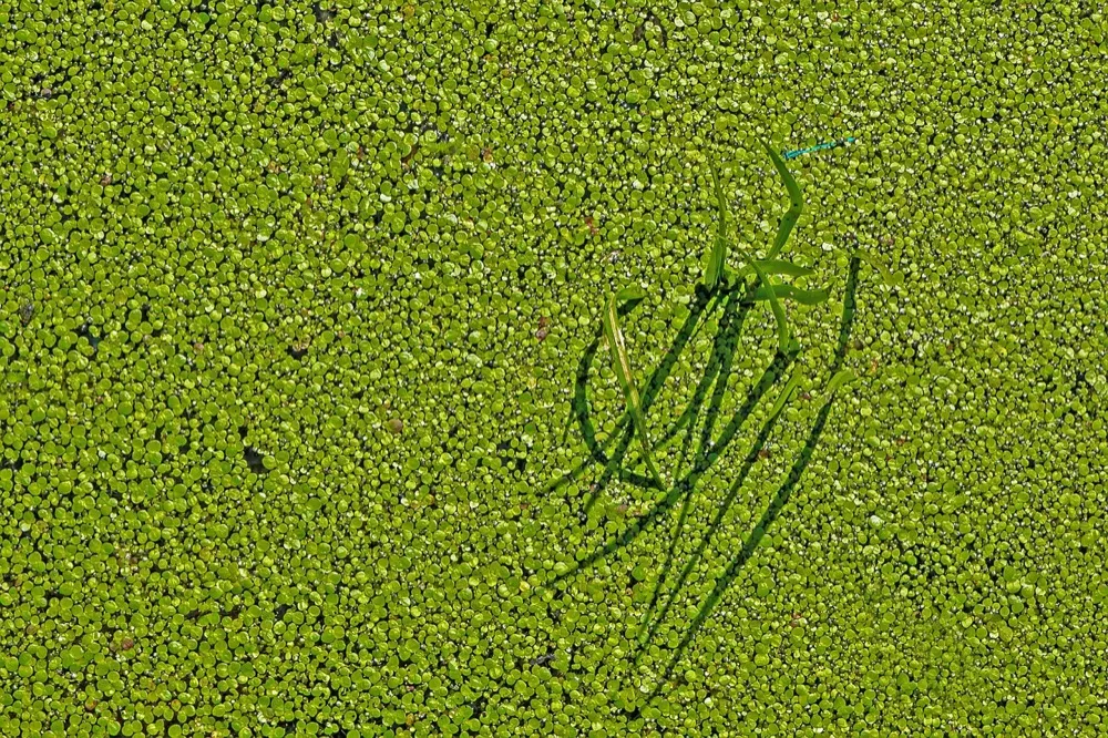 Azolla starter (1 paket)