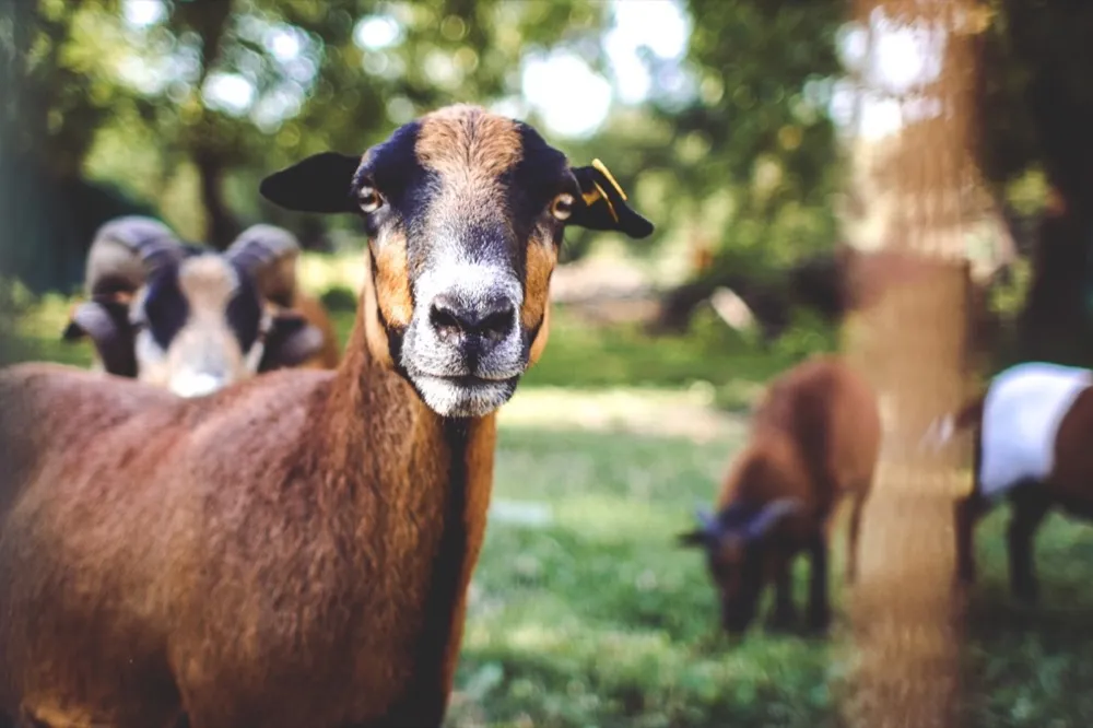 Kambing aqiqah