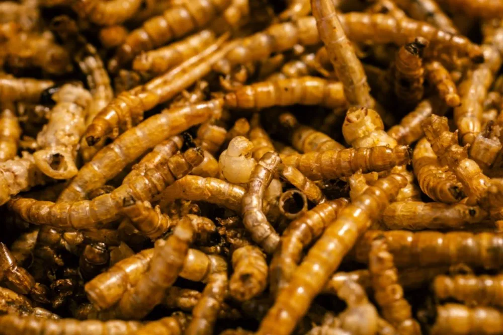 Maggot BSF kering (250 g)