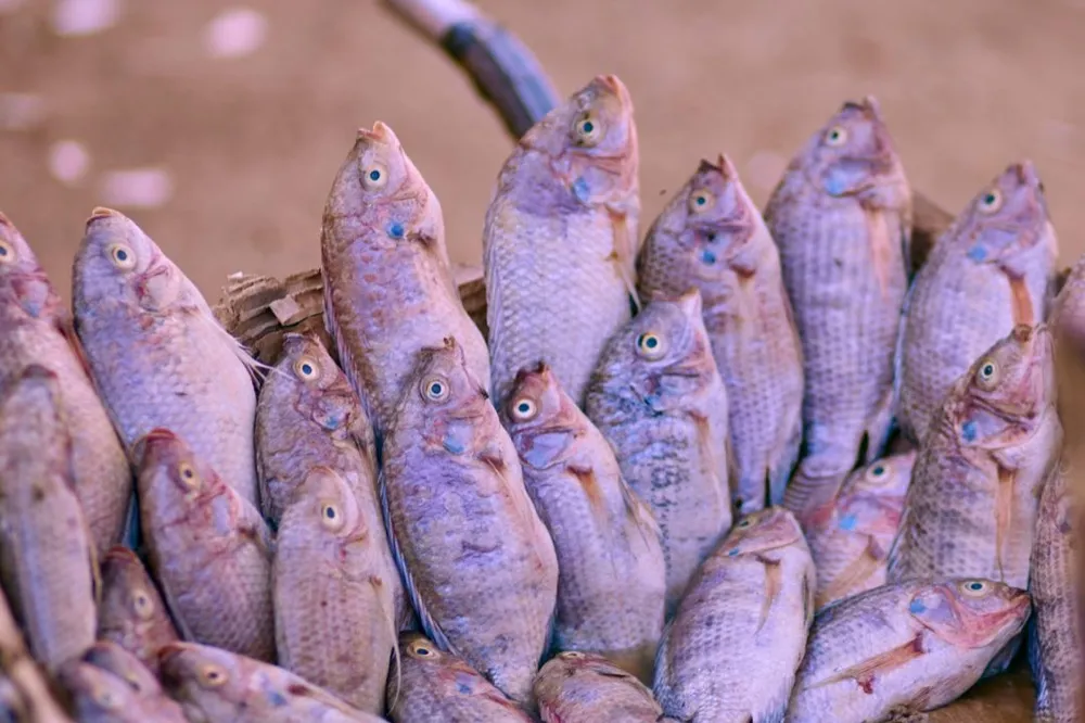 Nila merah